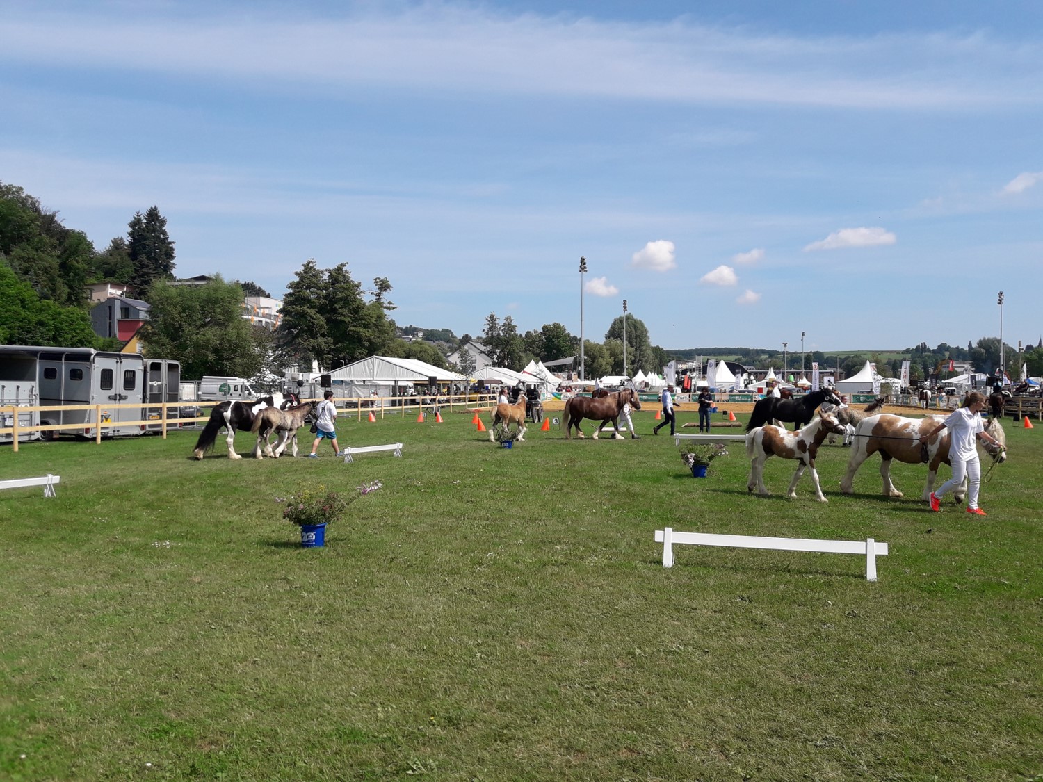 Ein Foto vom Event FAE 2021 mit mehreren Pferden
